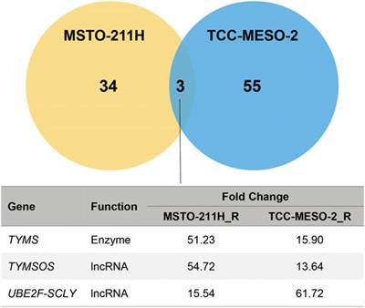 Upregulation of Thymidylate Synthase Induces Pemetrexed Resistance in Malignant Pleural Mesothelioma